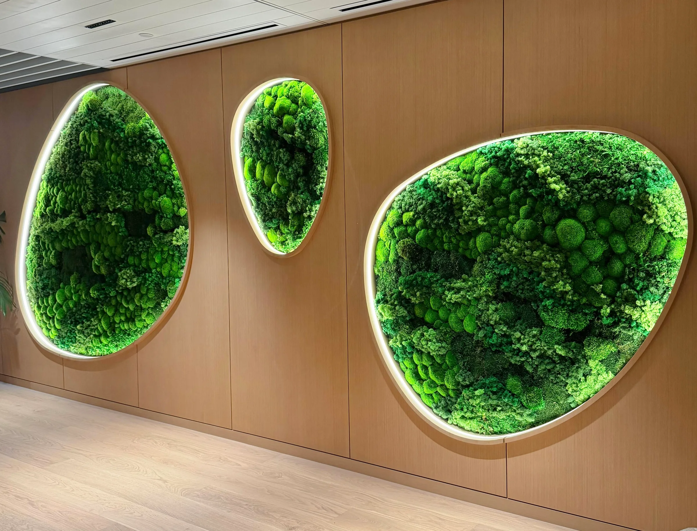Backlit moss pieces in a wood wall