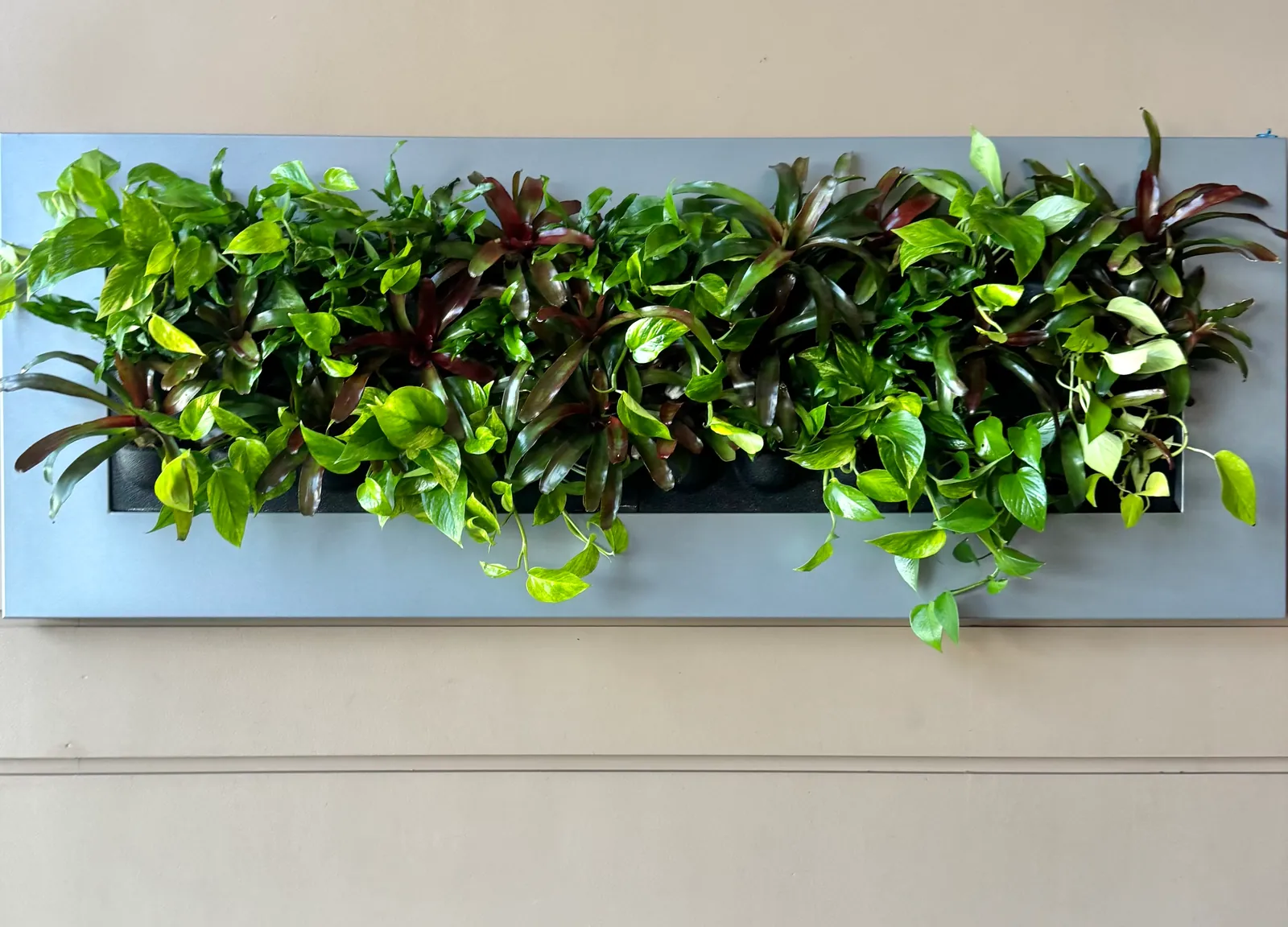 Living wall panel above a desk